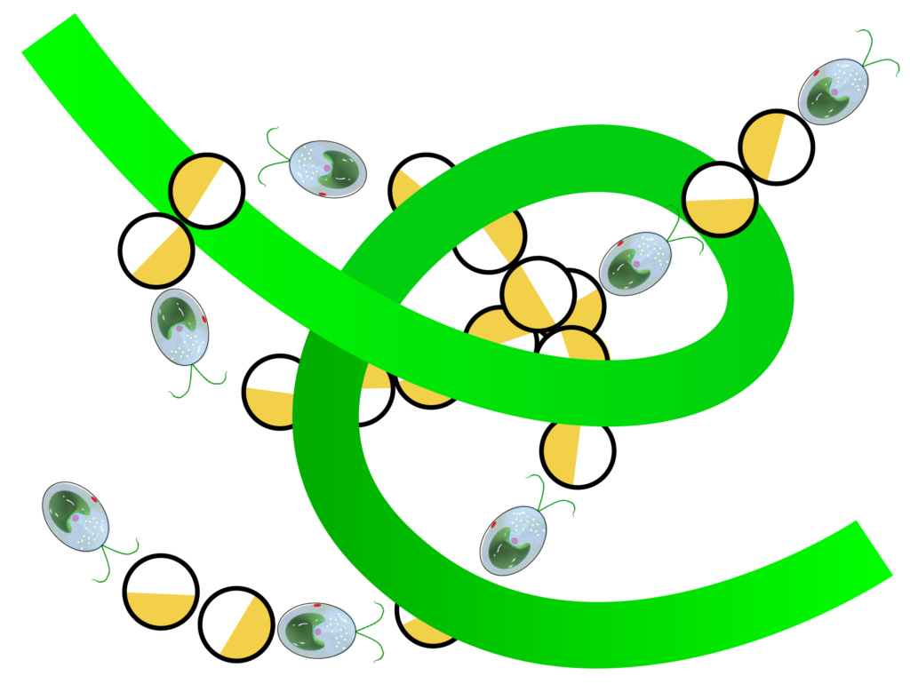 ENTWINE project funded!